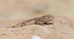 Sceloporus graciosus graciosus