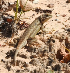 Sceloporus graciosus graciosus