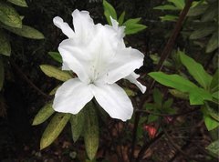 Rhododendron mucronatum