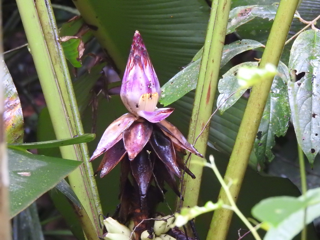Musa violascens (Musa violascens)