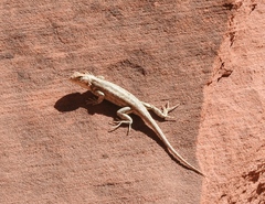 Sceloporus graciosus graciosus