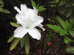 Rhododendron mucronatum