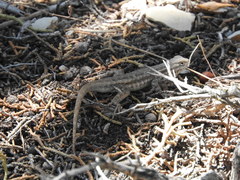 Sceloporus graciosus graciosus