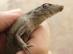 Polychrus acutirostris