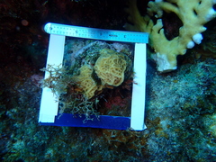 Agaricia humilis