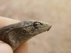 Polychrus acutirostris