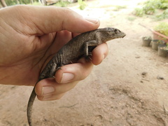 Polychrus acutirostris