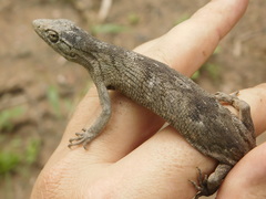 Polychrus acutirostris
