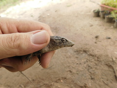 Polychrus acutirostris