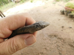 Polychrus acutirostris