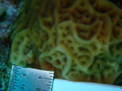 Agaricia humilis