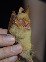Myotis rufopictus
