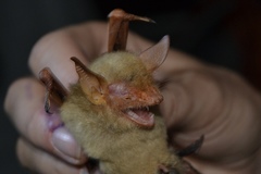 Myotis rufopictus
