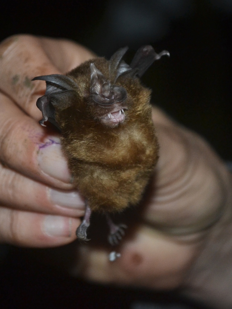 Arcuate Horseshoe Bat