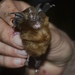 Arcuate Horseshoe Bat - Photo (c) Ari Rice, some rights reserved (CC BY-NC), uploaded by Ari Rice