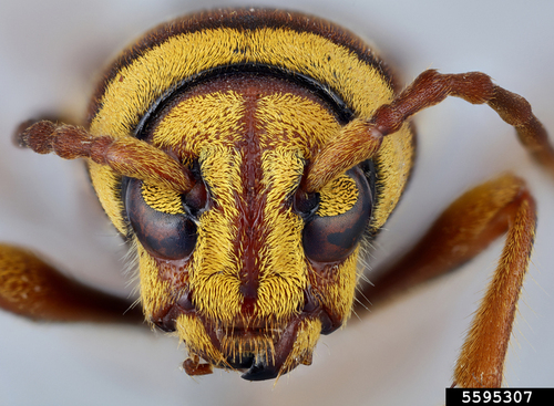 Longicorne tigre (le)