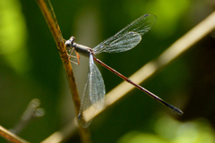 Lestes spatula