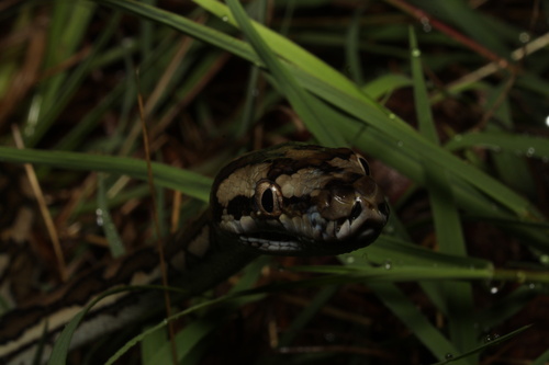 Coastal Carpet Python sighting