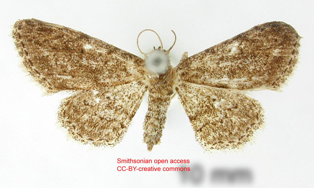 Lobocleta borunta