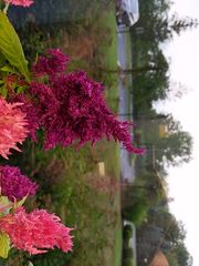 Celosia argentea plumosa