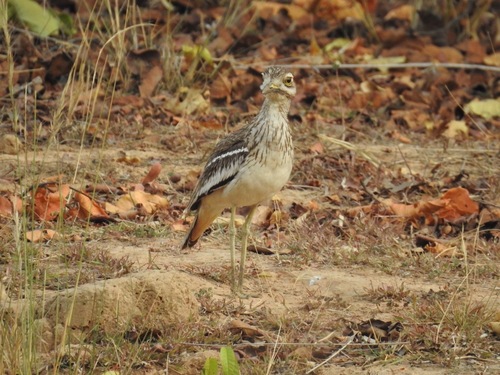 Indian Stone-curlew