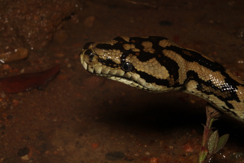 Coastal Carpet Python sighting
