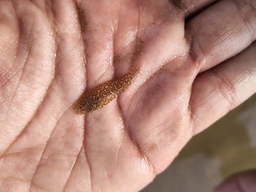 Shortheaded tonguesole (Cynoglossus kopsii) — Cynoglossidae — 5