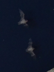 Taphozous melanopogon