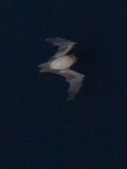 Taphozous melanopogon