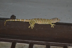 Gekko gecko