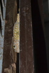 Gekko gecko