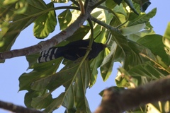 Dasylophus superciliosus