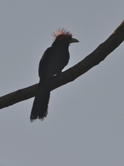 Dasylophus superciliosus