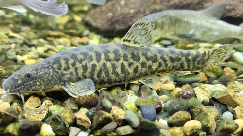 Dala stone loach (Triplophysa dalaica) — Nemacheilidae