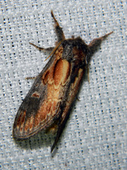 Notodonta scitipennis