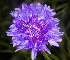 Cyanus