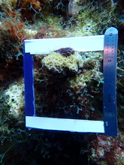 Agaricia humilis