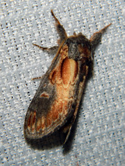 Notodonta scitipennis