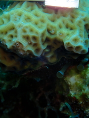 Agaricia humilis