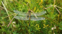 Celithemis martha