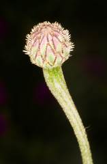Cyanus
