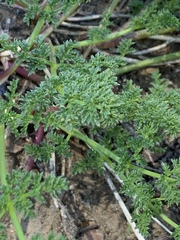 Tauschia hartwegii