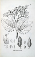 Hymenaea courbaril