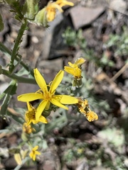 Crepis acuminata