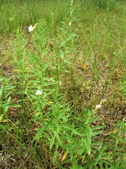 Gratiola officinalis