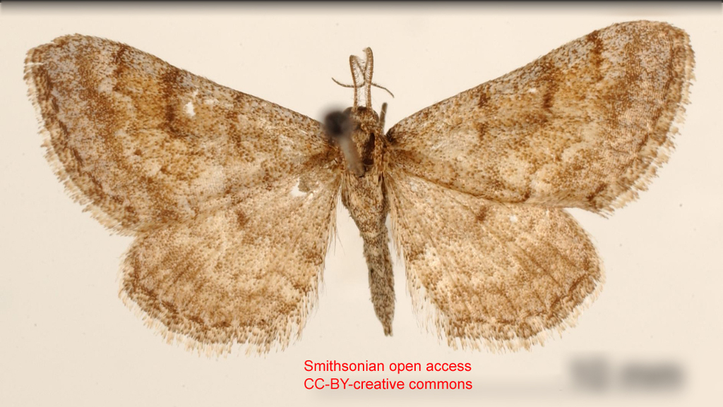 Lobocleta panerema