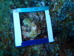 Agaricia humilis