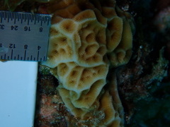 Agaricia humilis