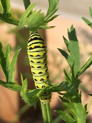 Papilio polyxenes asterius