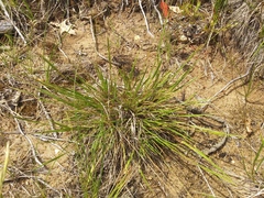 Dichanthelium depauperatum